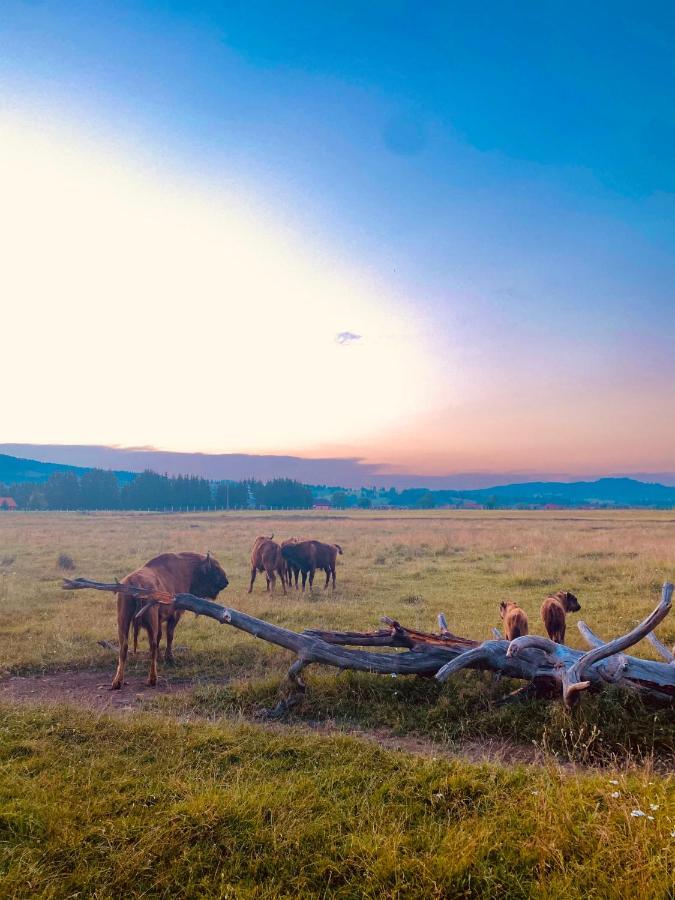 Glamping Spiritul Zimbrului