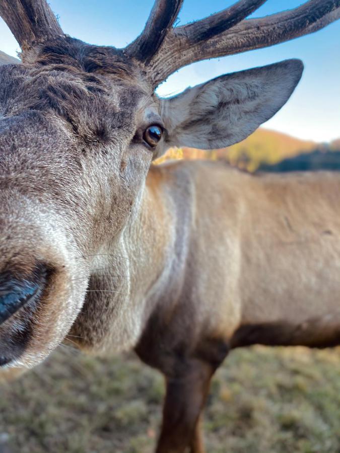 Tente de luxe Glamping Spiritul Zimbrului Vama Buzăului
