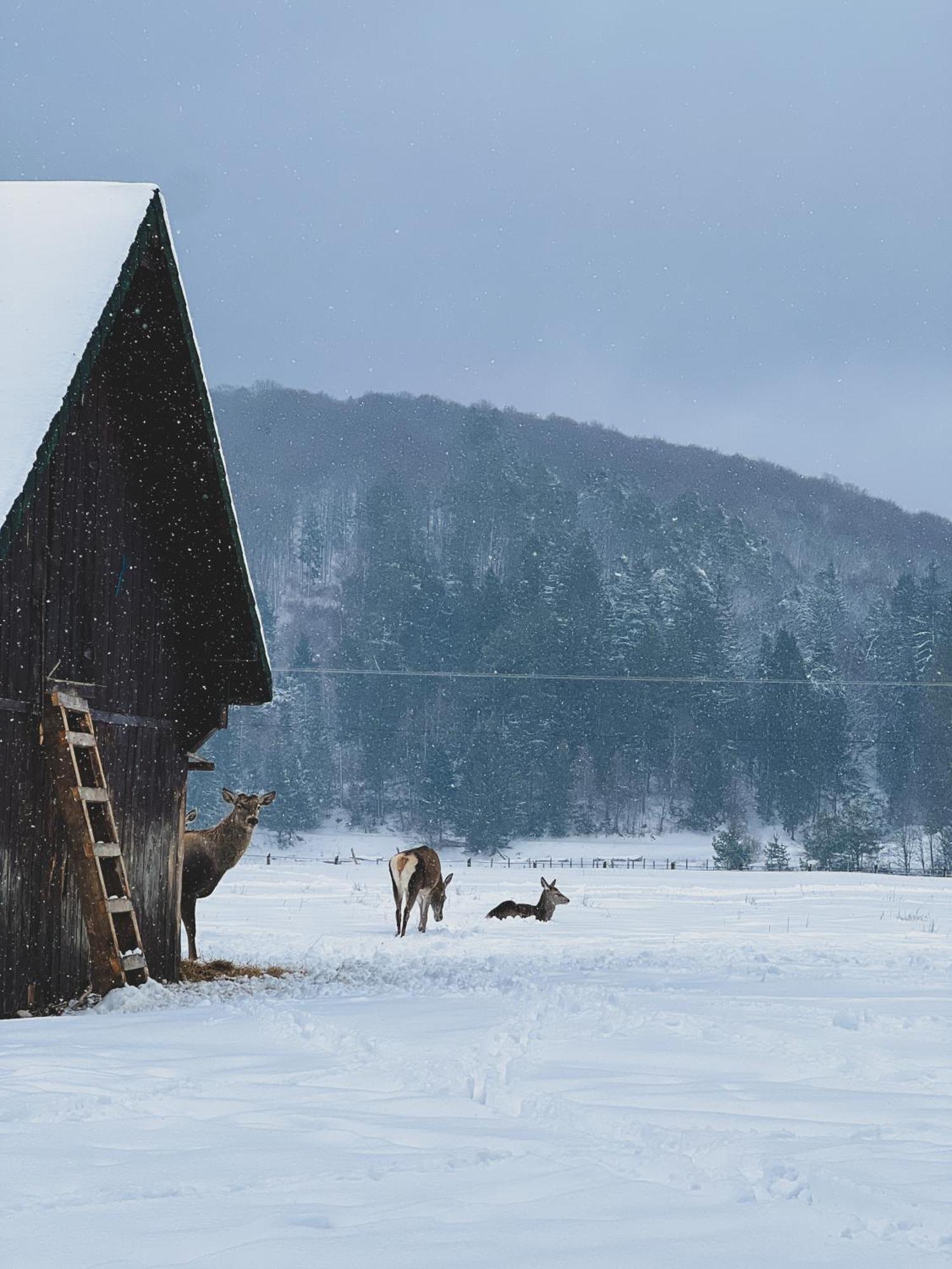 Glamping Spiritul Zimbrului 3*